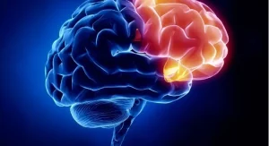 مغز و اعصاب 